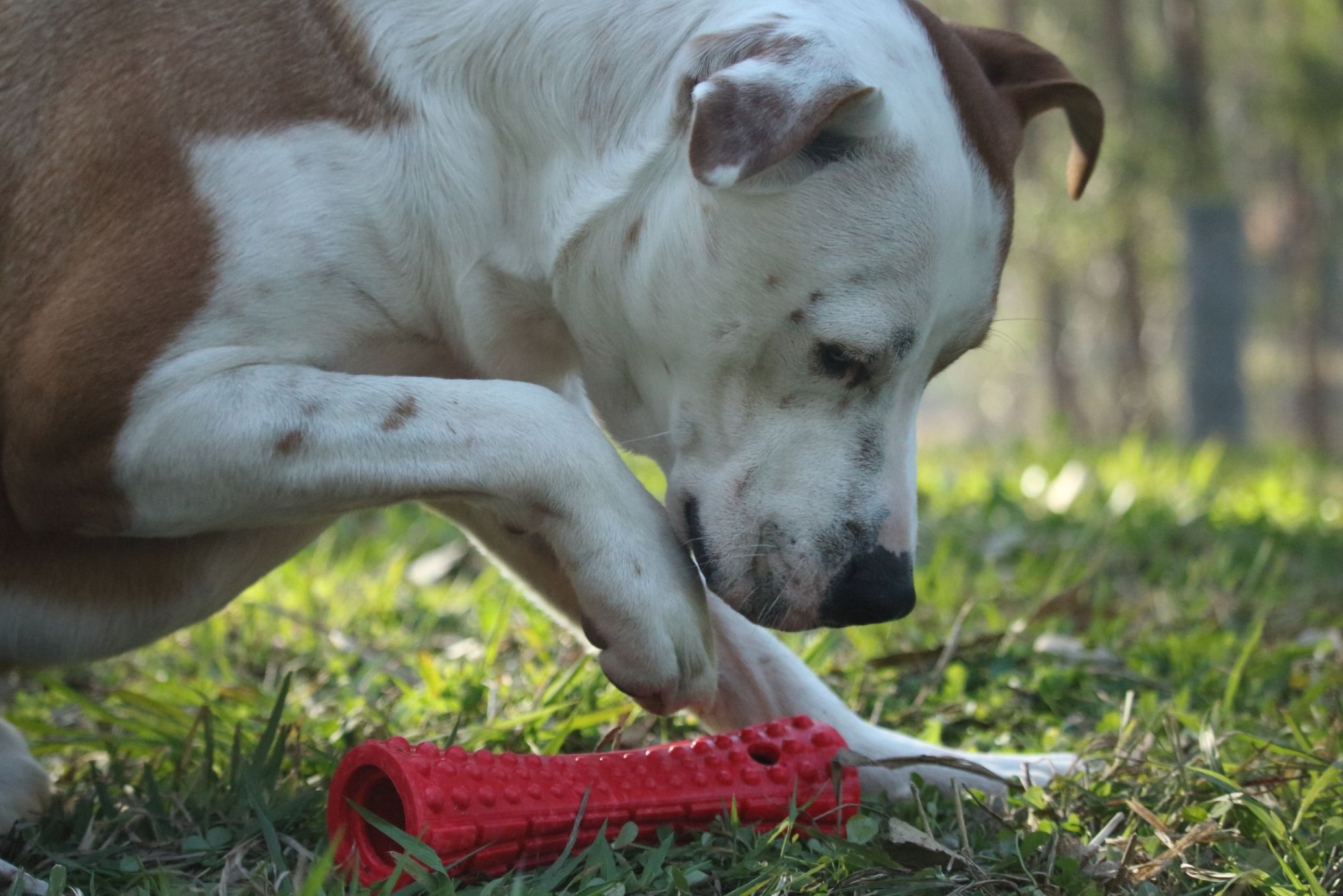 Educational toys for dogs