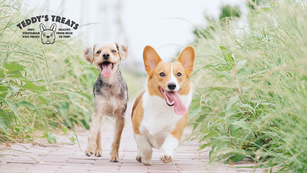 Vitamin levels in dogs